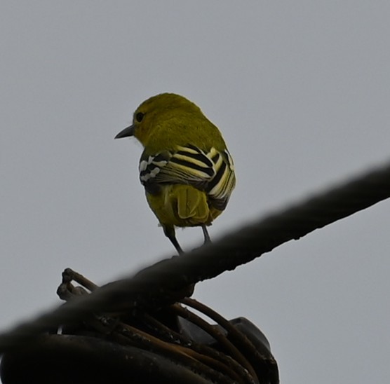 parkløvfugl - ML647080941