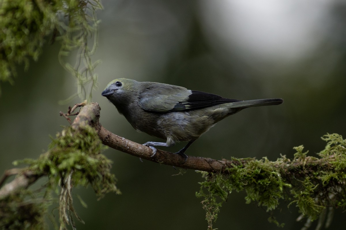 Palmentangare - ML647080947