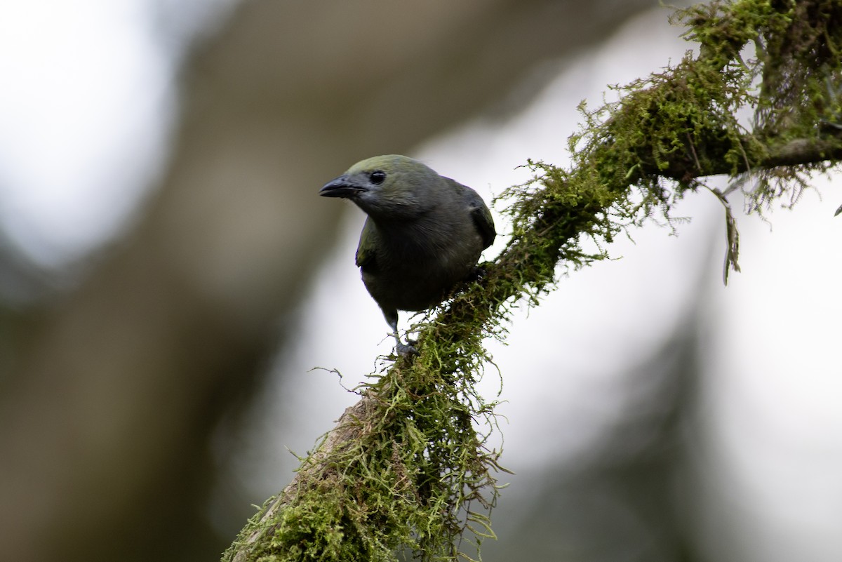 Palmentangare - ML647080948