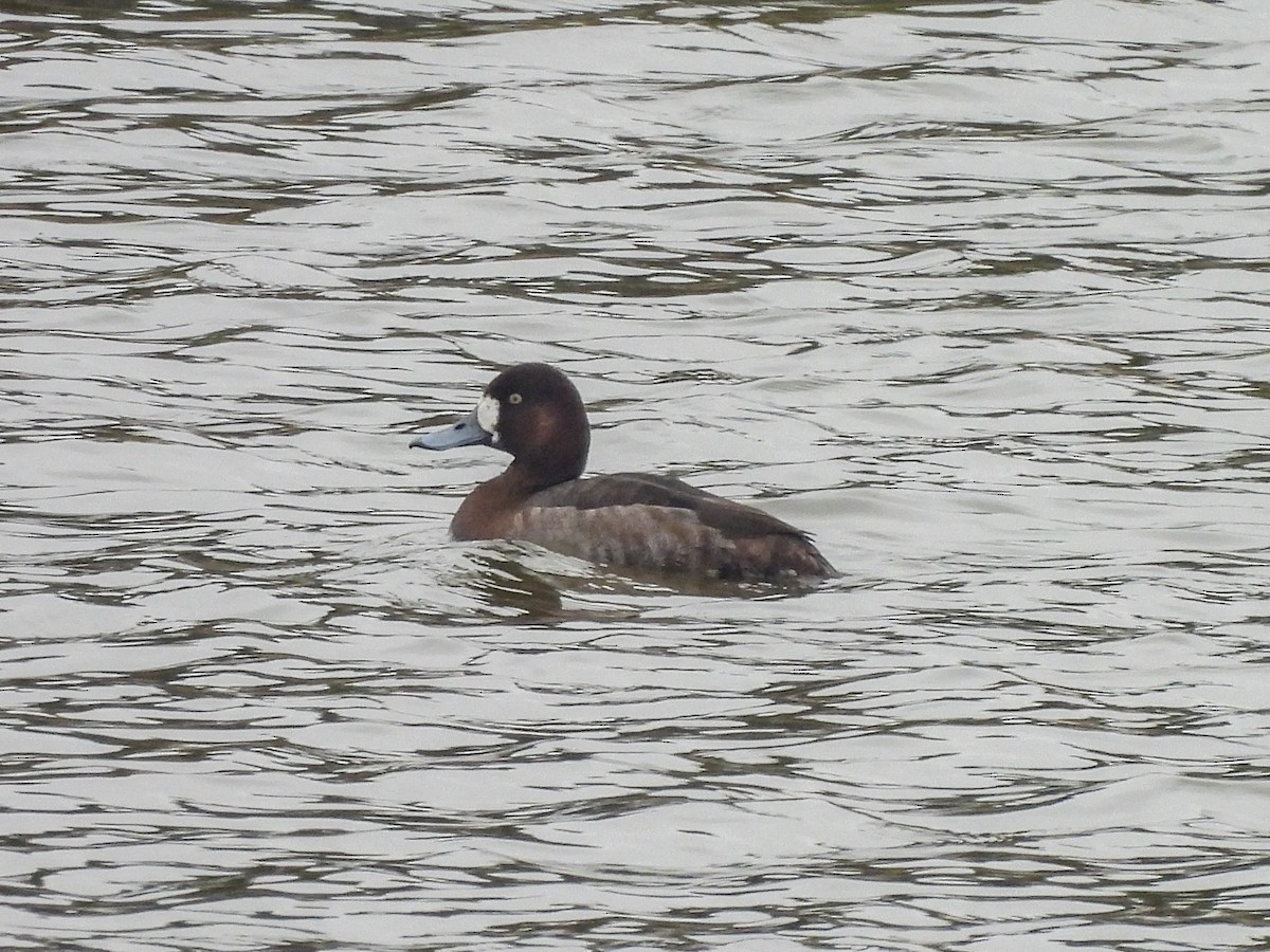 Porrón Bastardo - ML647080955