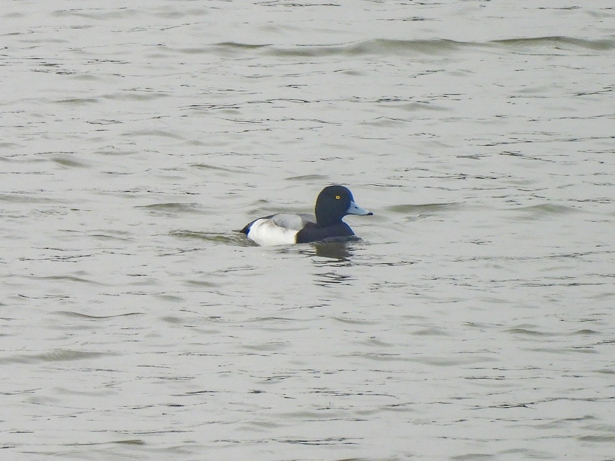 Porrón Bastardo - ML647080956