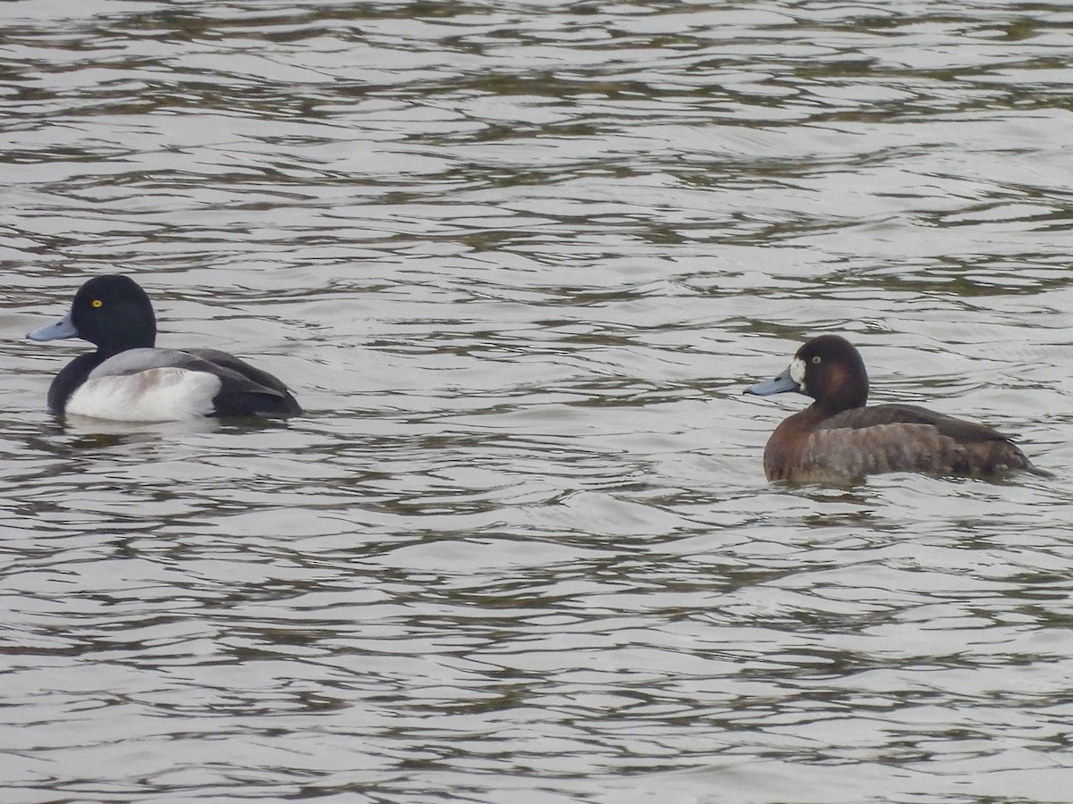 Porrón Bastardo - ML647080957