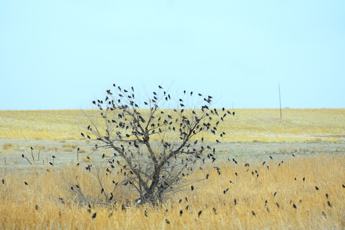 Red-winged Blackbird - ML647080981