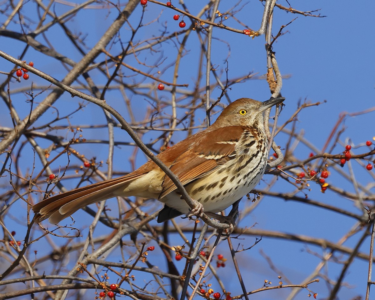 Brown Thrasher - ML647080989