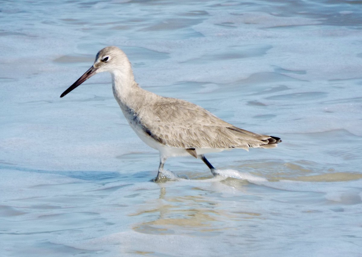 Willet - ML647080990