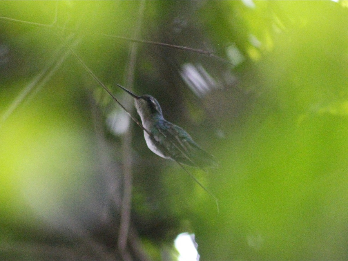 glansbuksmaragd - ML647080993