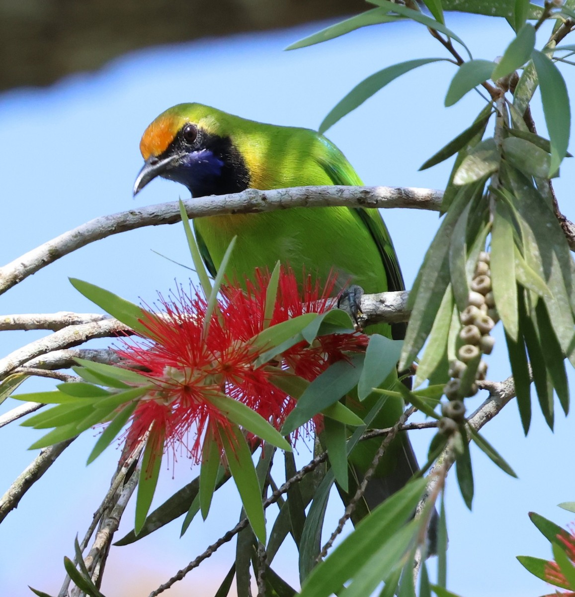 Golden-fronted Leafbird - ML647080994