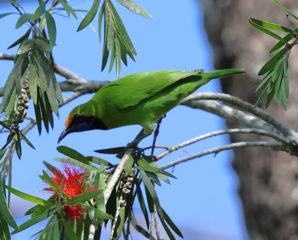 Golden-fronted Leafbird - ML647080995