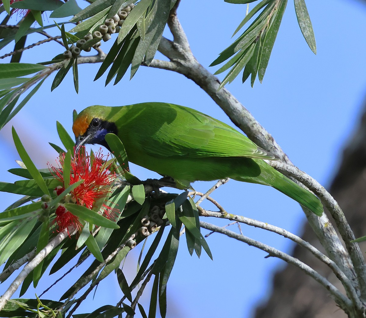 Golden-fronted Leafbird - ML647080996