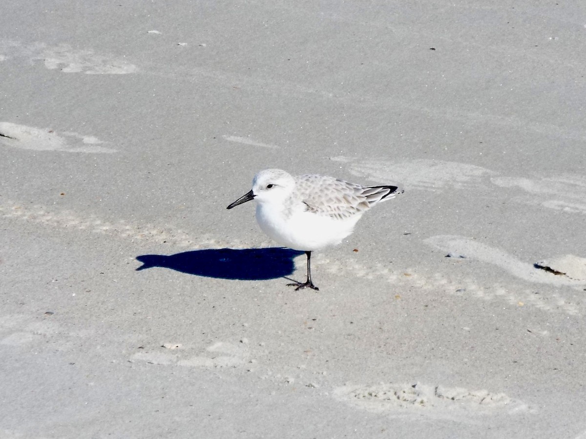 Гурвалж элсэг - ML647080997