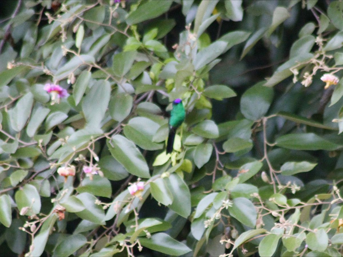Violet-capped Woodnymph - ML647080998