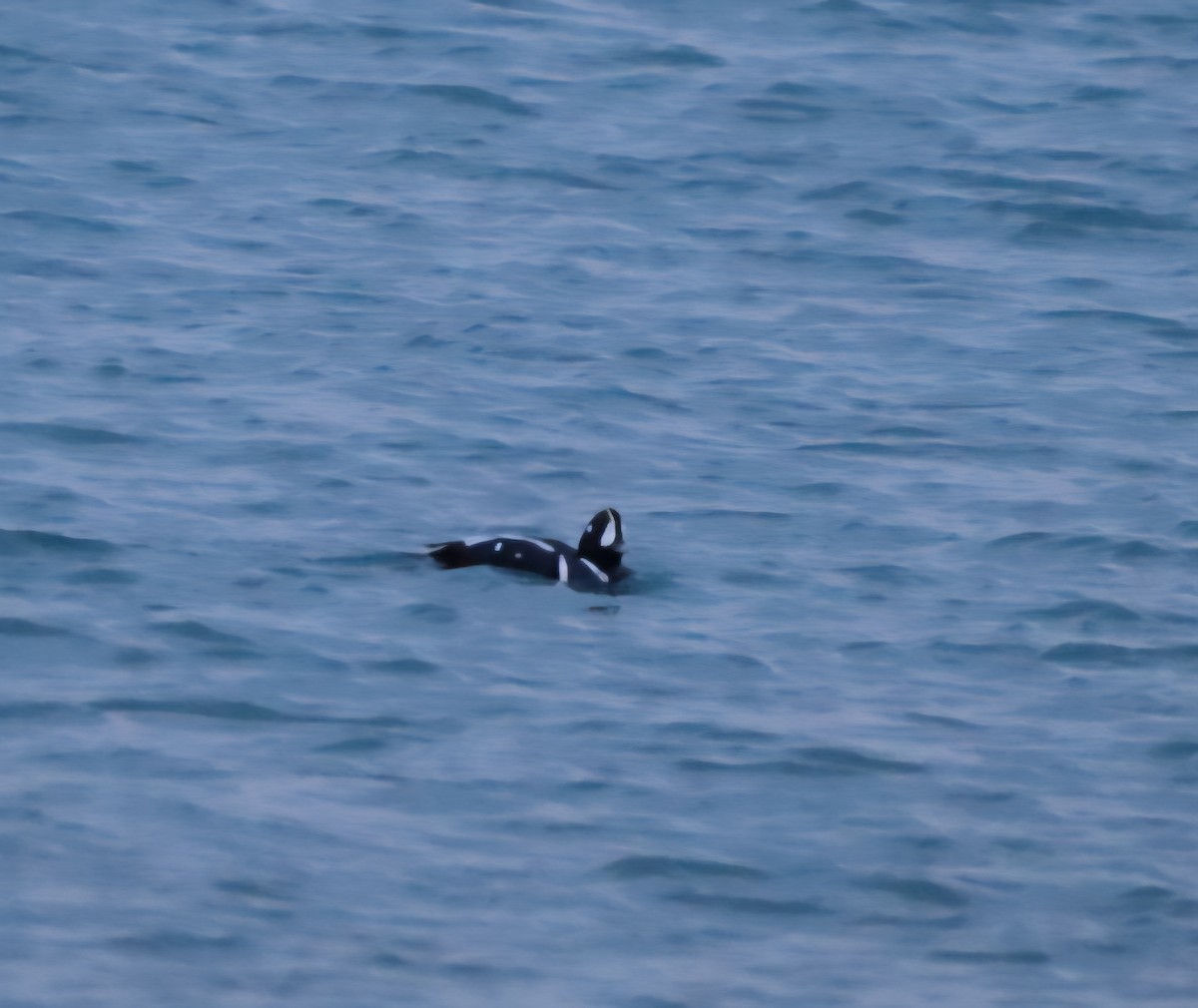 Harlequin Duck - ML647081000