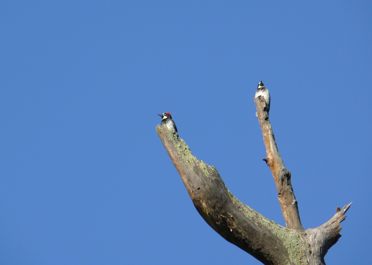 Acorn Woodpecker - ML647081001