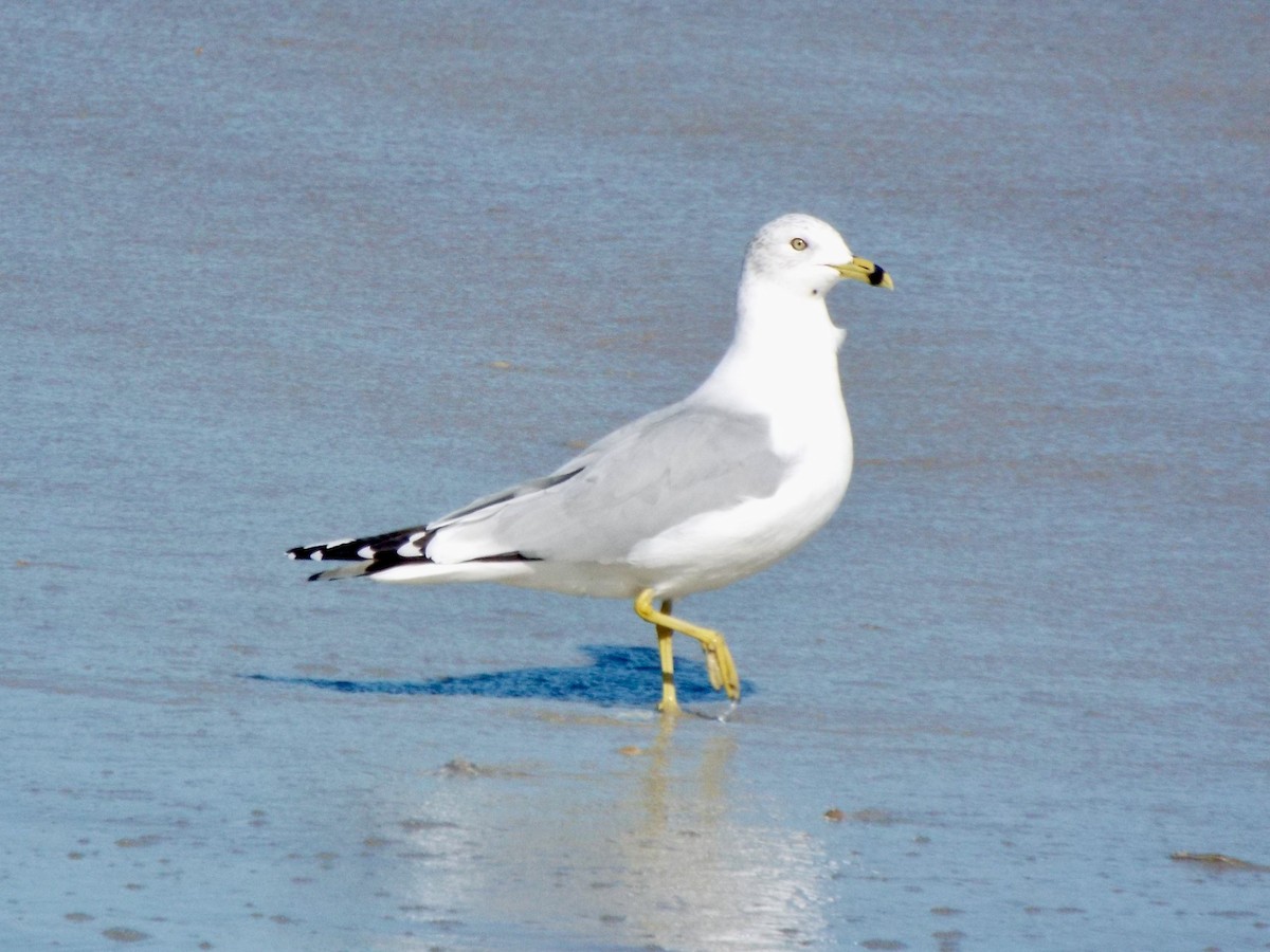 Ring-billed Gull - ML647081002
