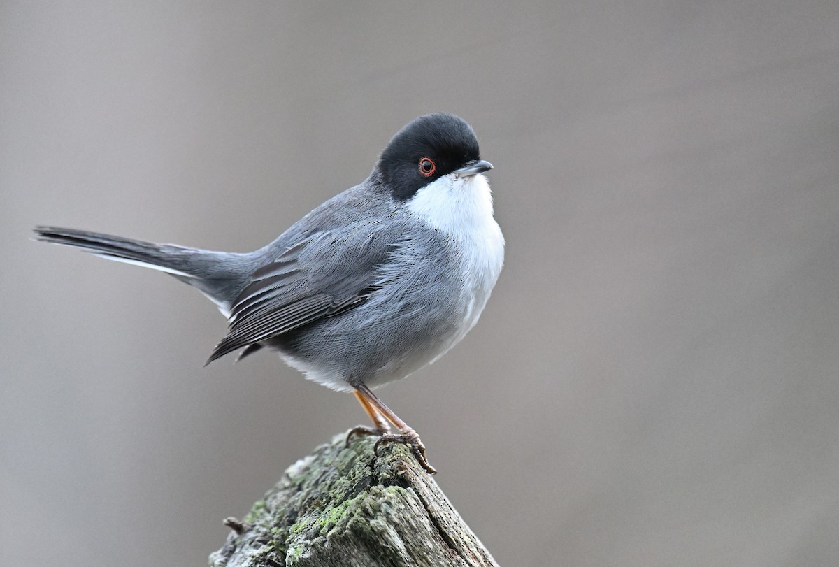 pěnice bělohrdlá - ML647081005