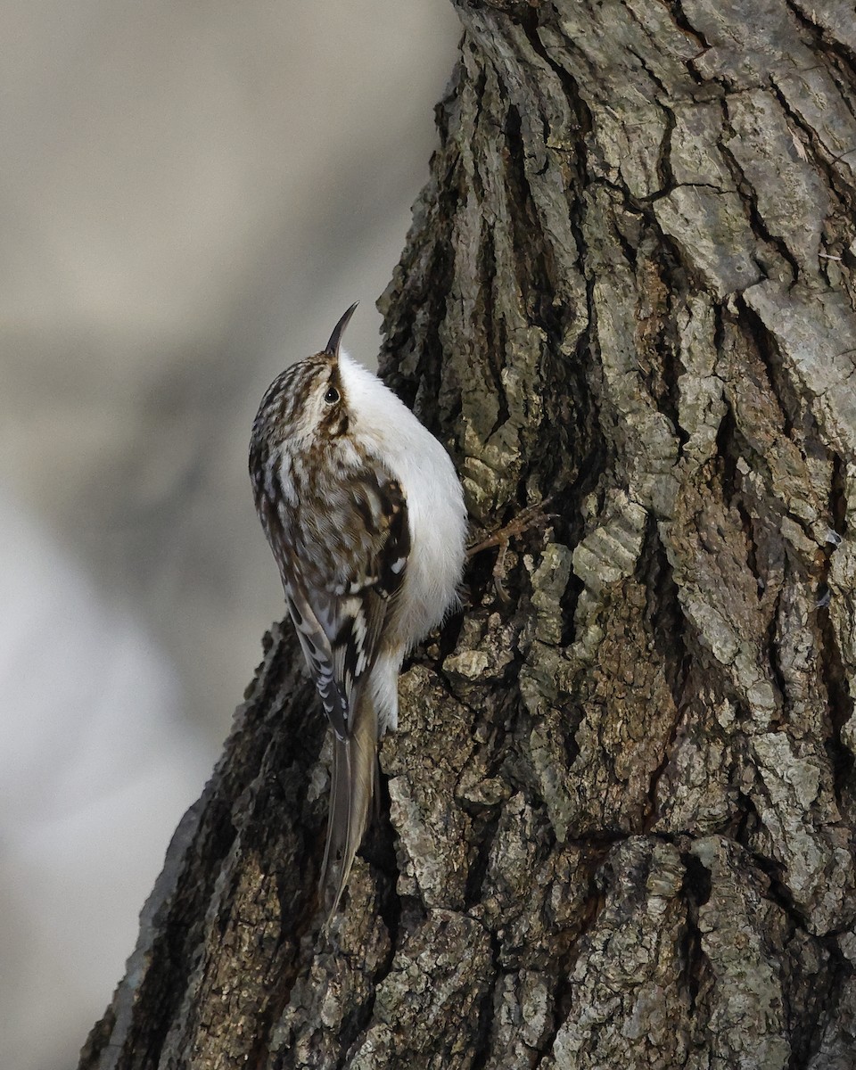 Brown Creeper - ML647081008