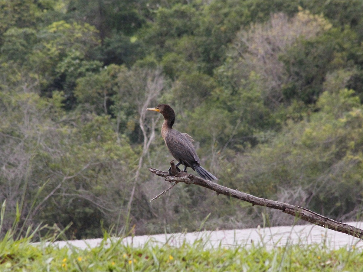 flodskarv - ML647081009