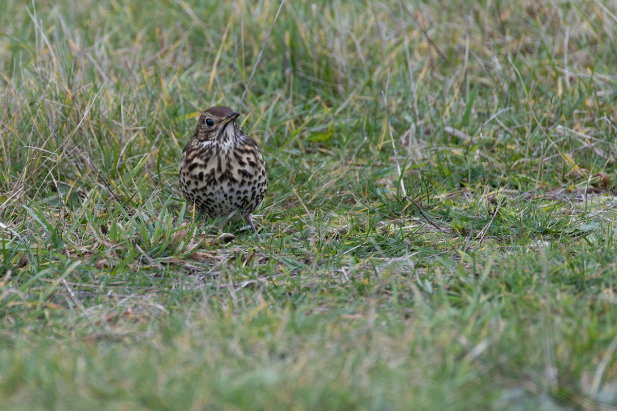 Song Thrush - ML647081013