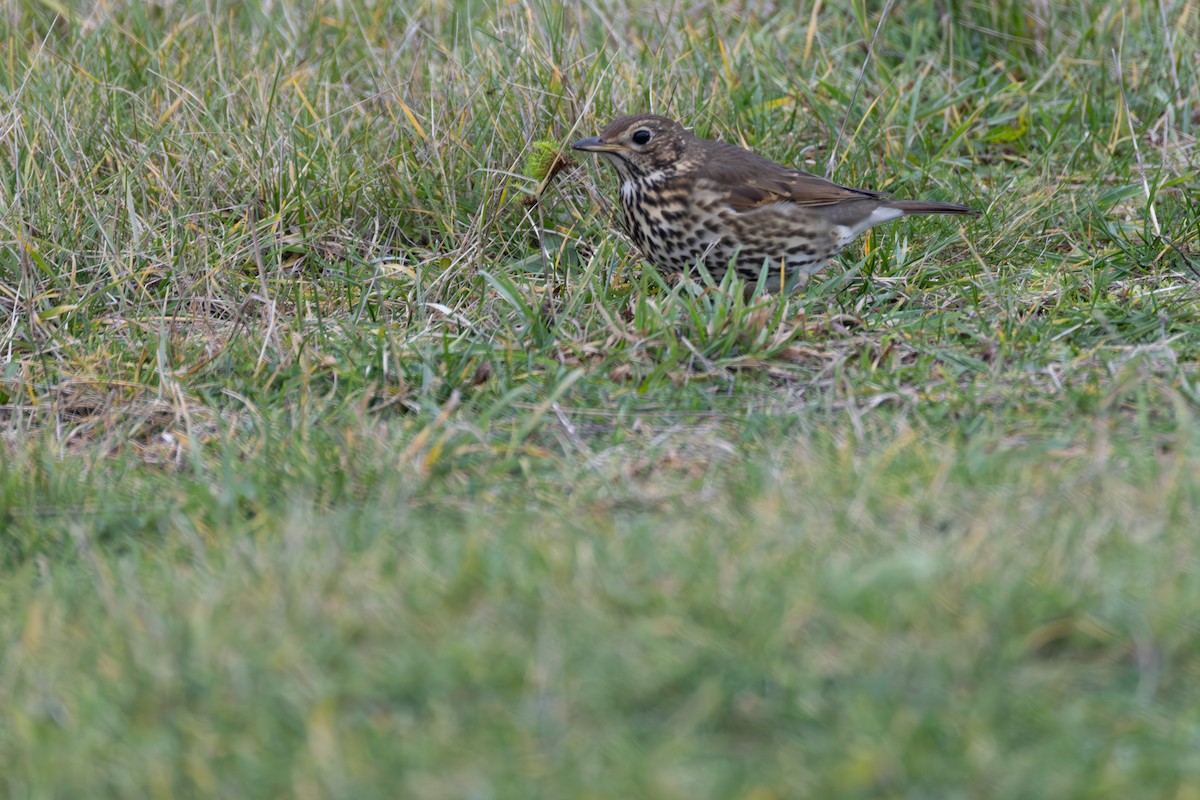 Song Thrush - ML647081014