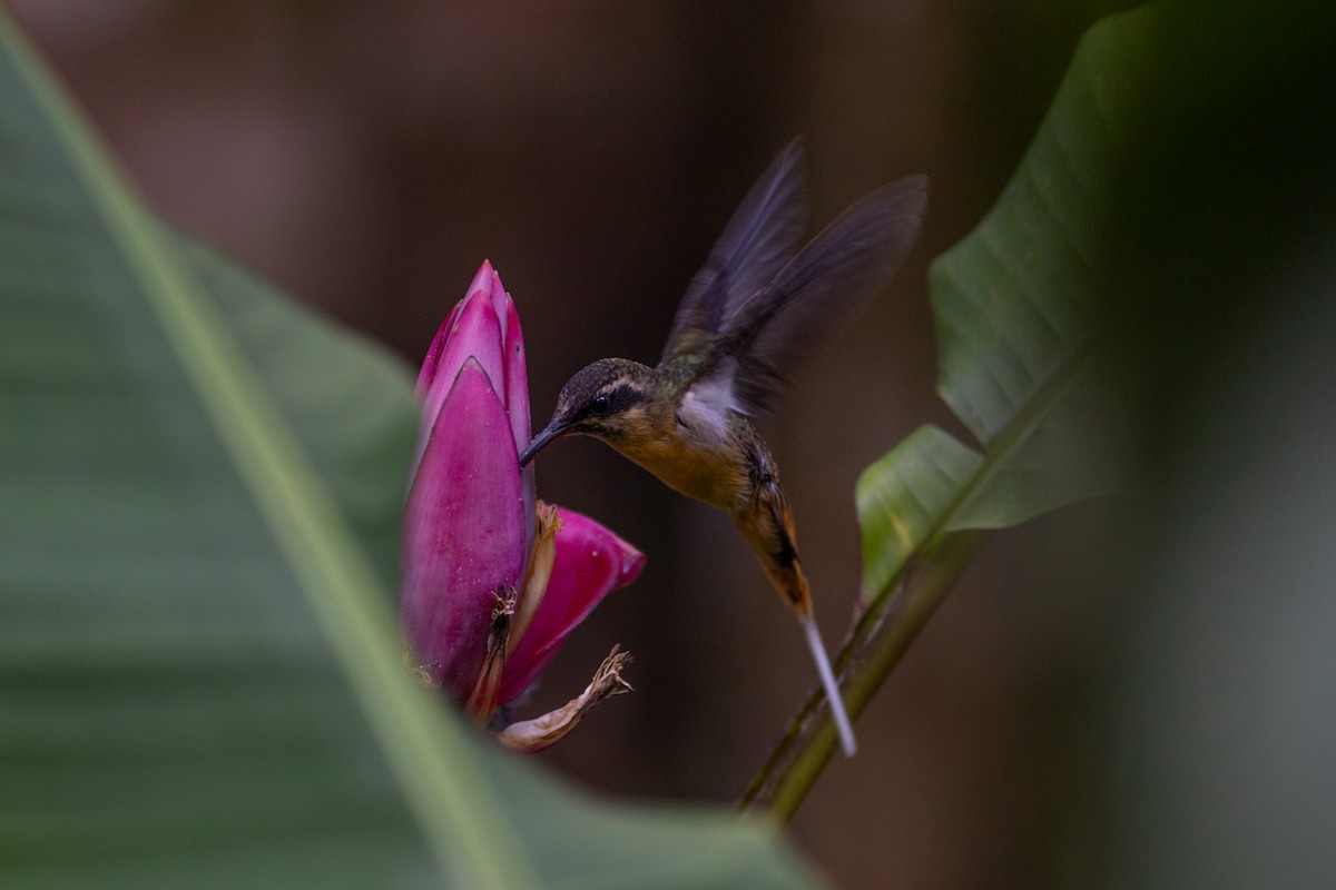 kolibřík dlouhoocasý - ML647081032