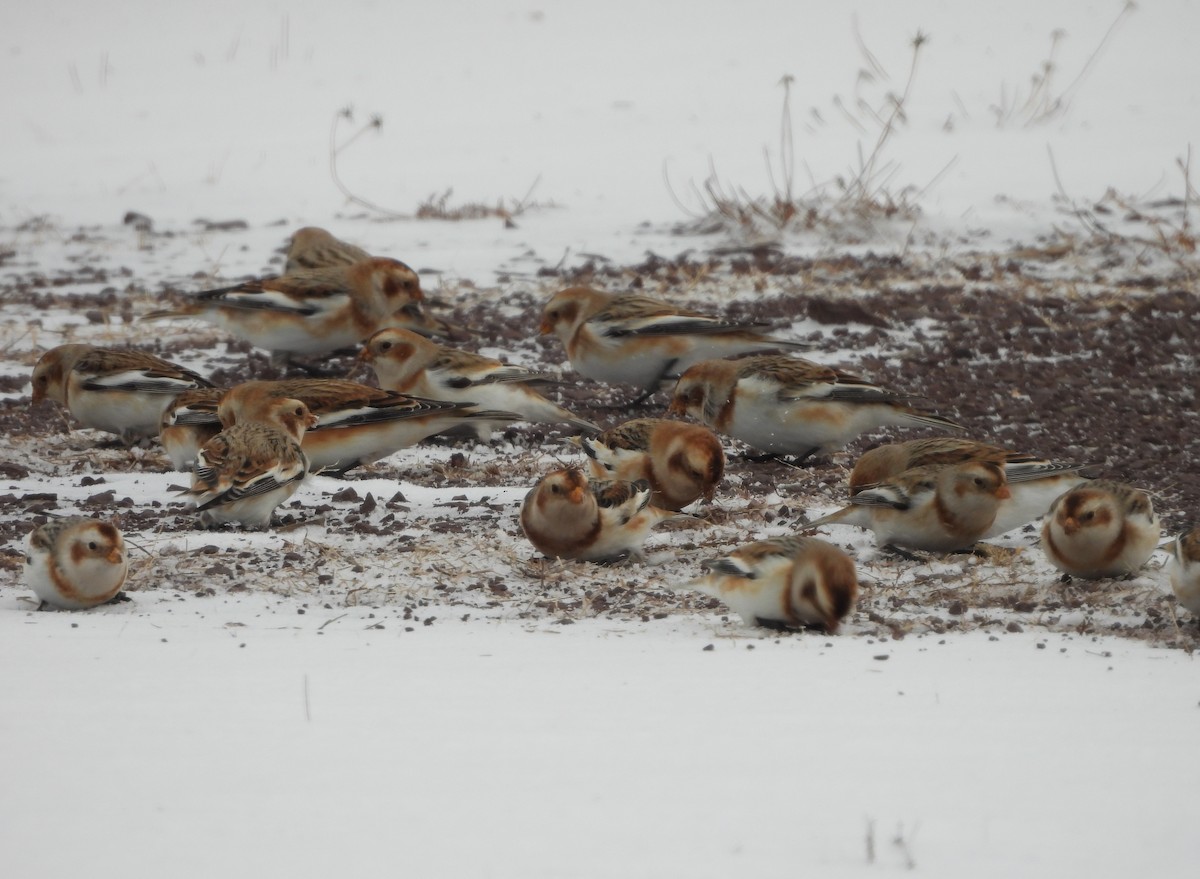 Пуночка снігова - ML647081039