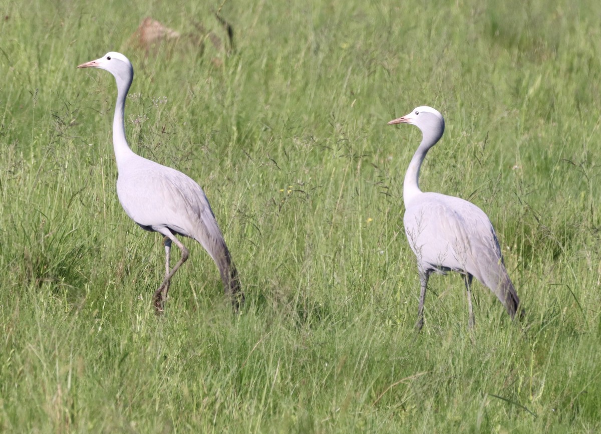Blue Crane - ML647081045