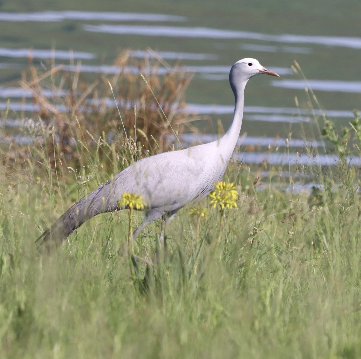 Blue Crane - ML647081046