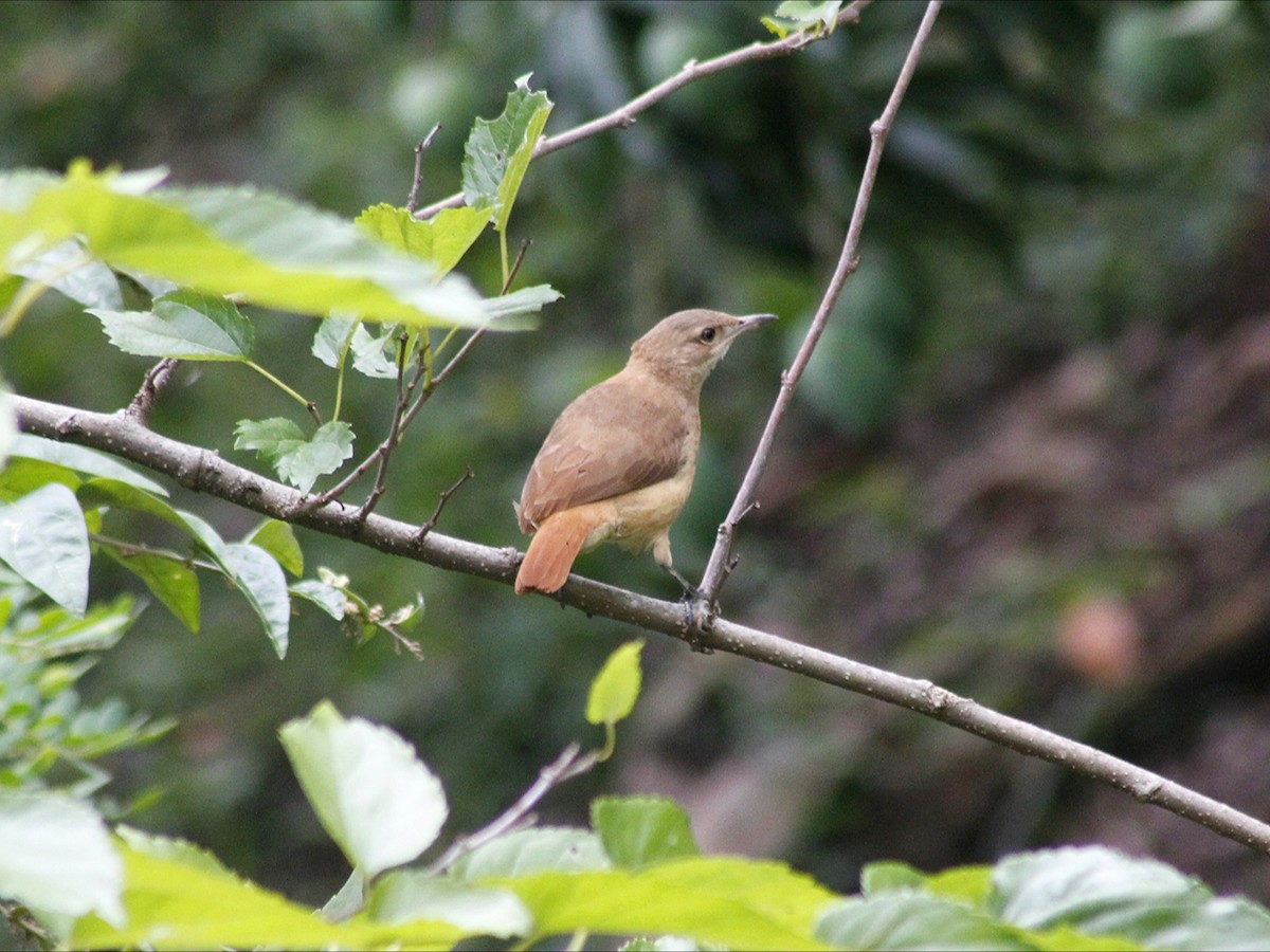 Rufous Hornero - ML647081047