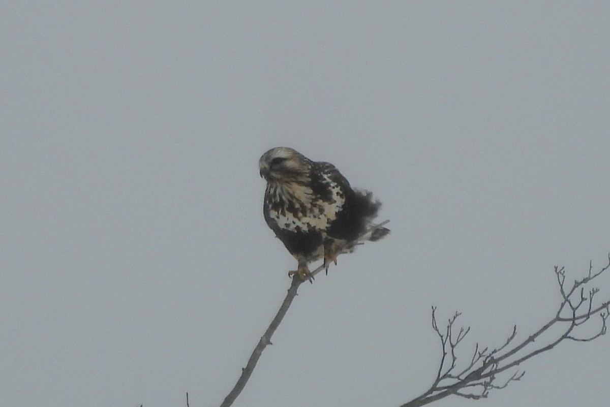 Зимняк - ML647081049