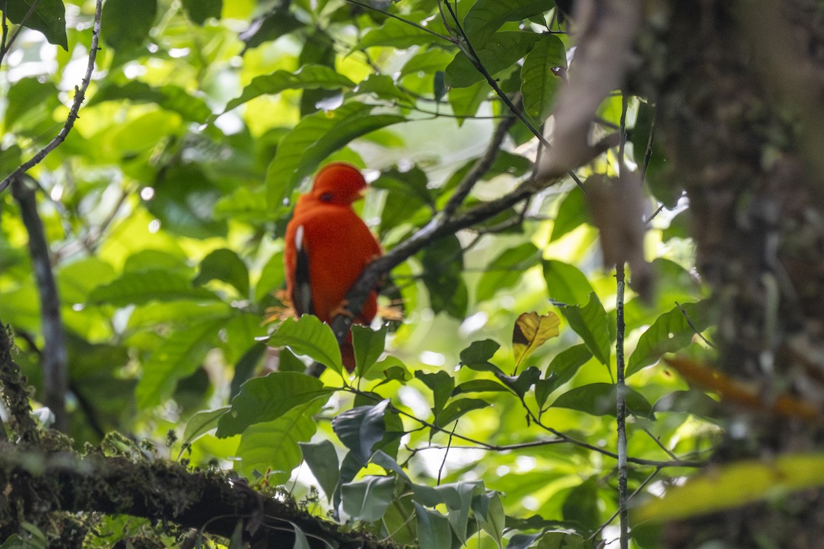 Guianan Cock-of-the-rock - ML647081054