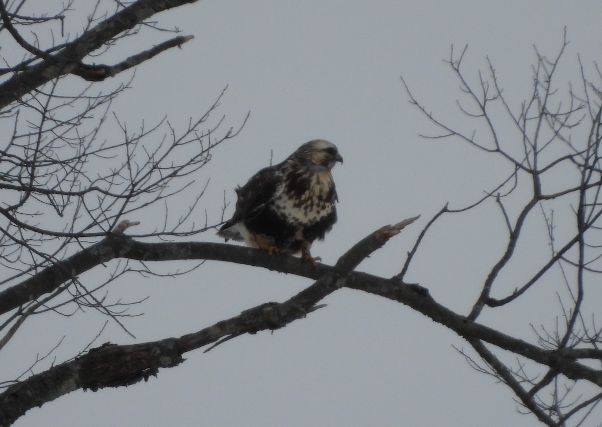 Зимняк - ML647081055