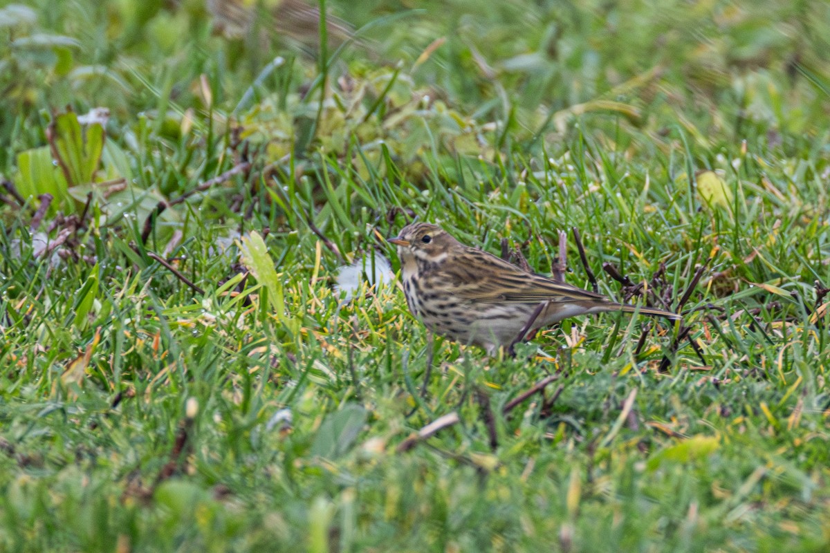 マキバタヒバリ - ML647081057