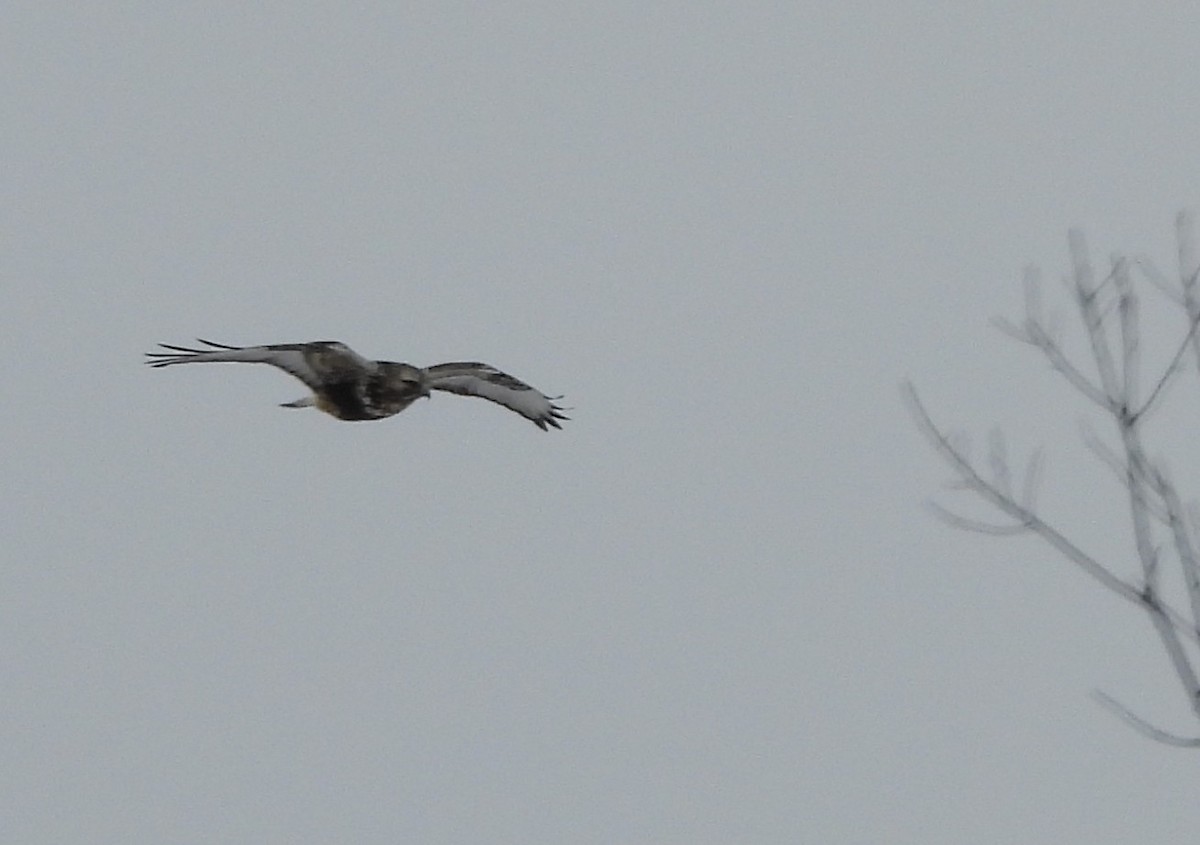 Зимняк - ML647081058