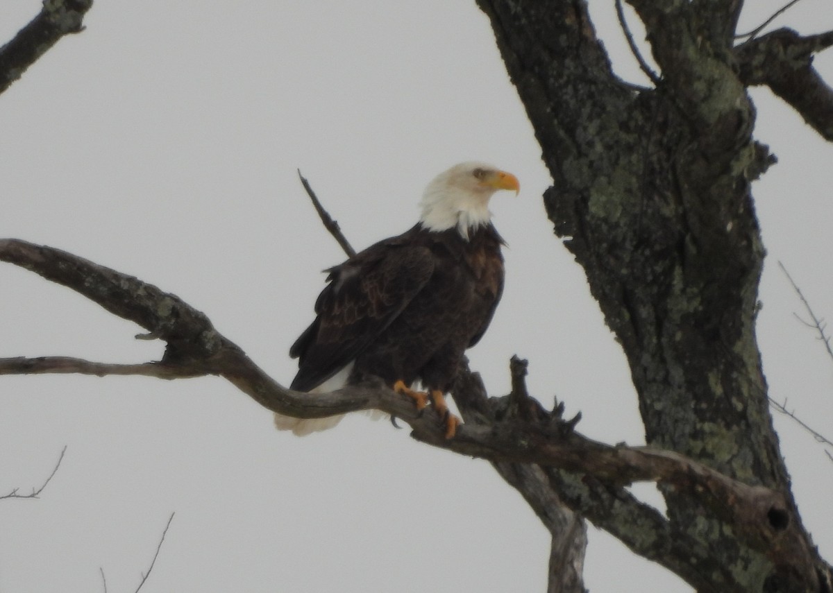 Орлан білоголовий - ML647081060