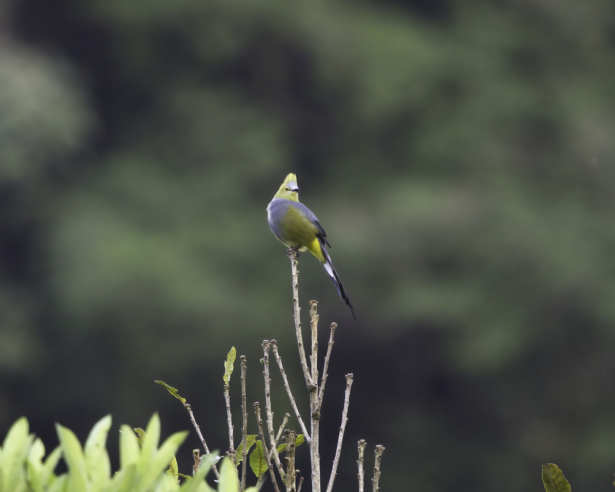Long-tailed Silky-flycatcher - ML647081075