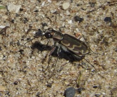 Bronzed Tiger Beetle - ML647081077