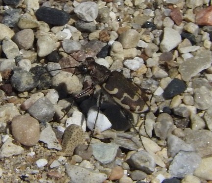 Bronzed Tiger Beetle - ML647081078