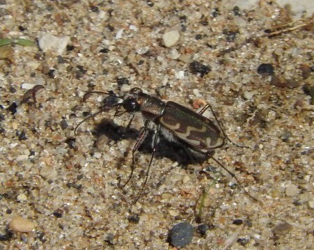 Bronzed Tiger Beetle - ML647081079