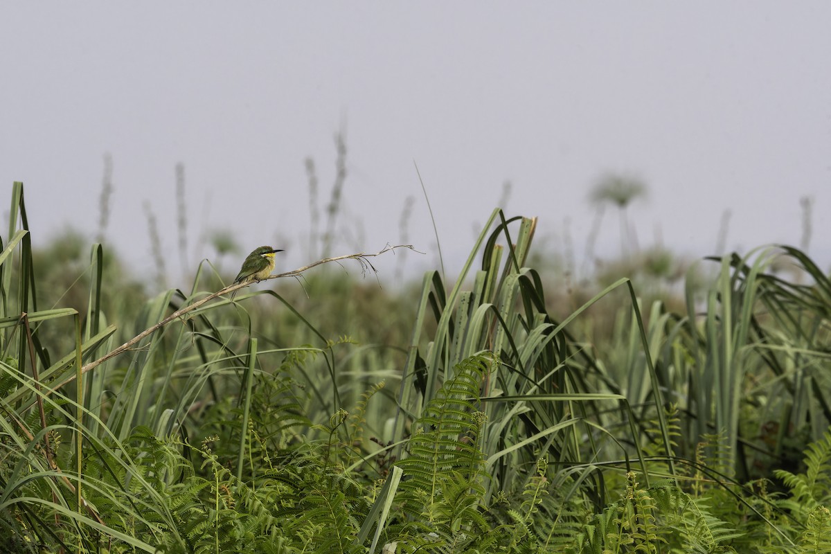 Abejaruco Variegado - ML647081088