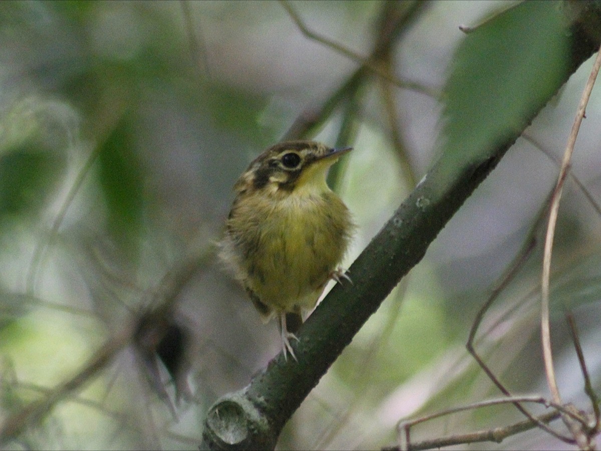 White-throated Spadebill - ML647081090