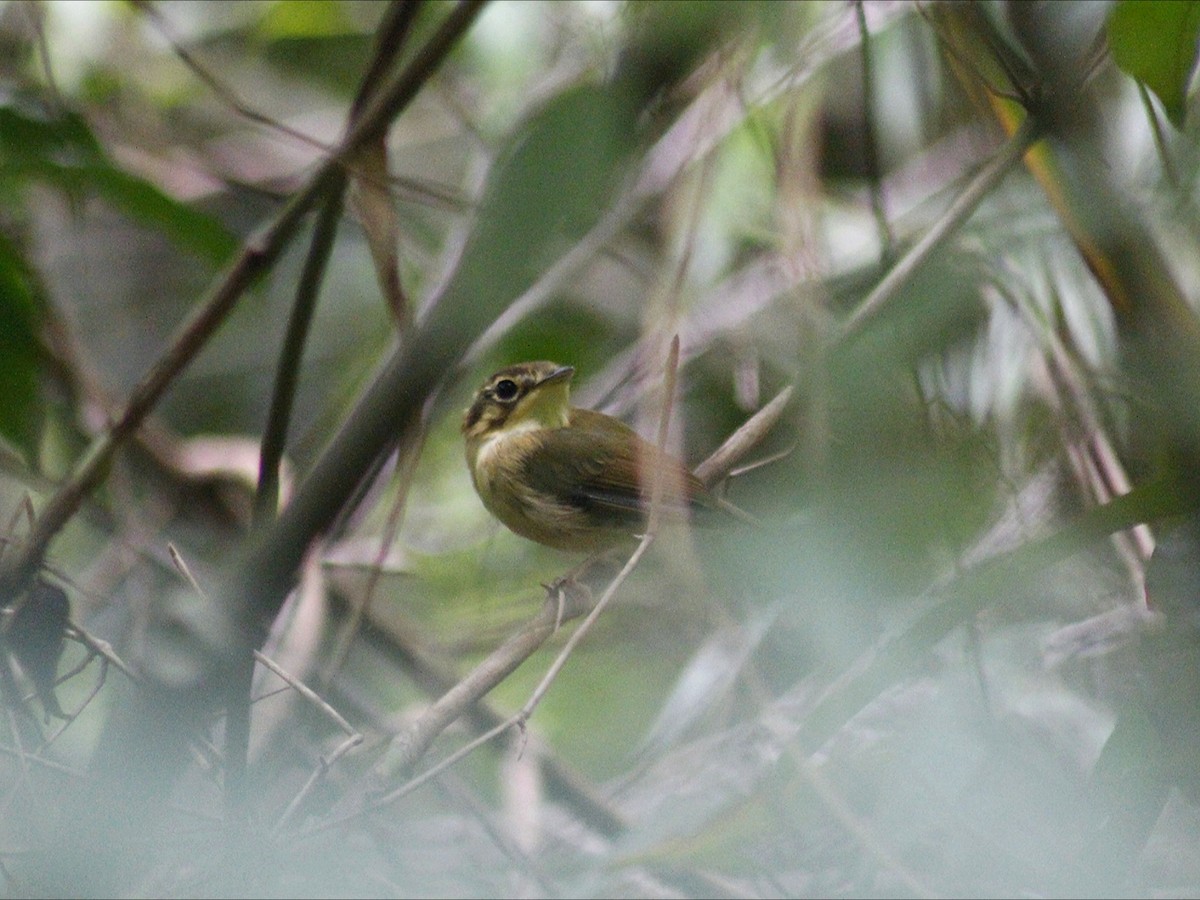 White-throated Spadebill - ML647081114