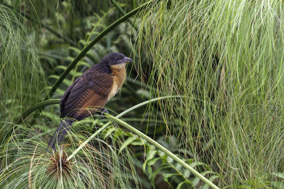 Blue-headed Coucal - ML647081124