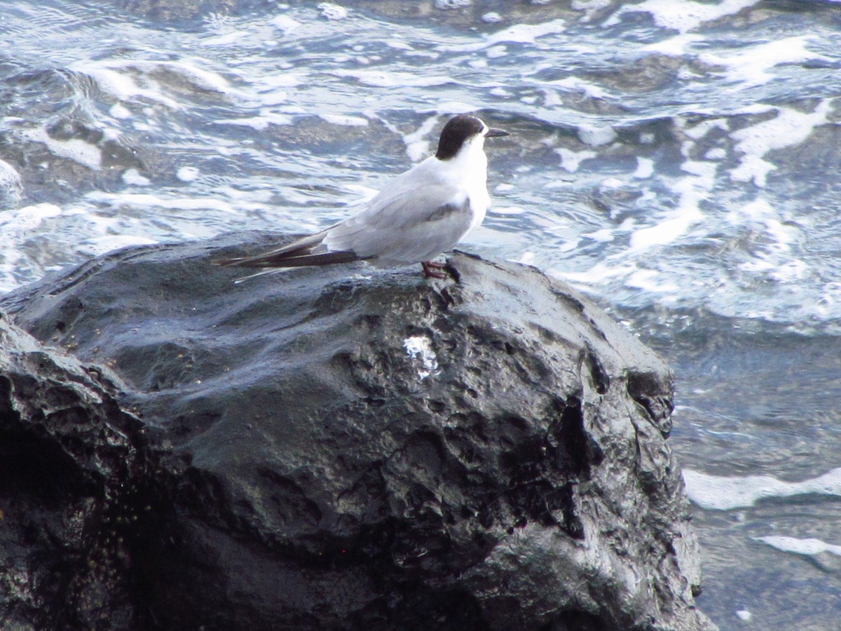 שחפית ים - ML647081126
