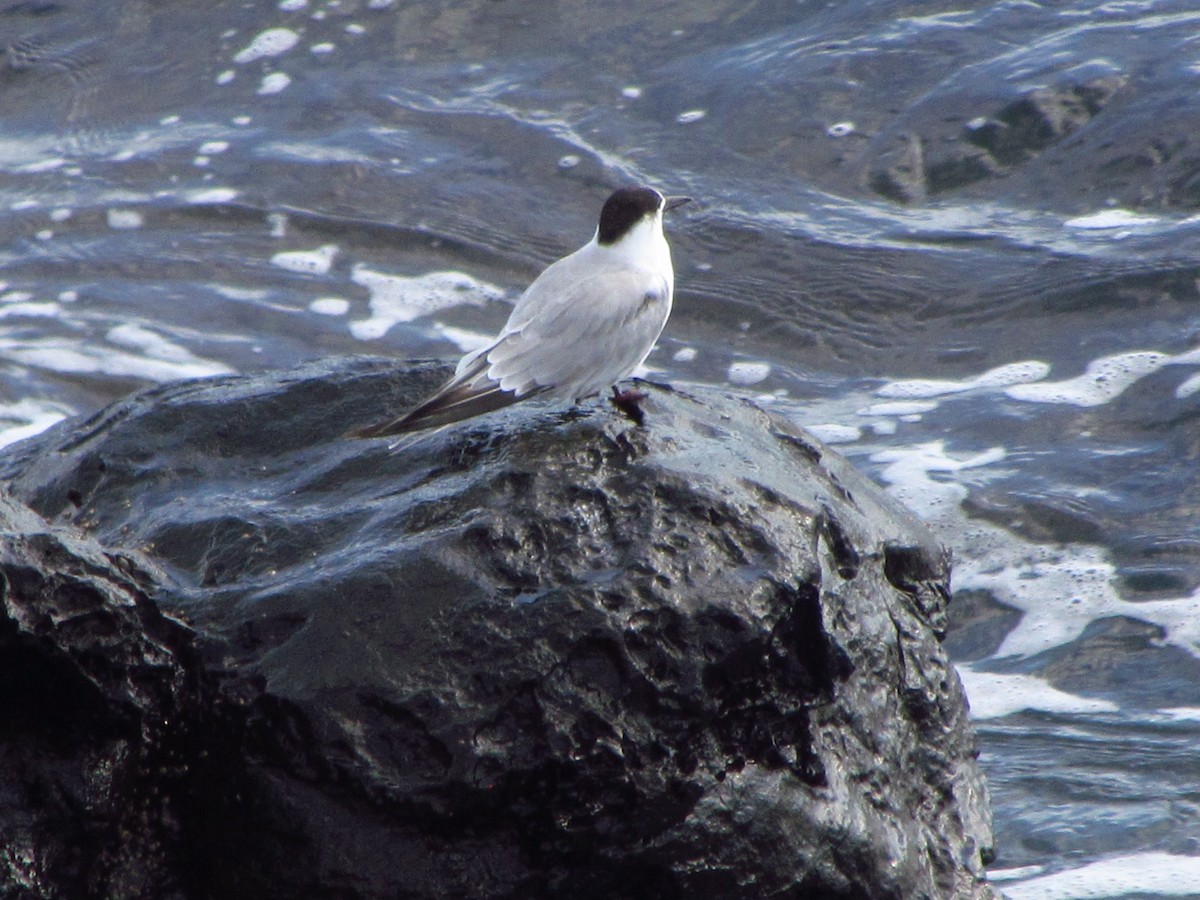 שחפית ים - ML647081128