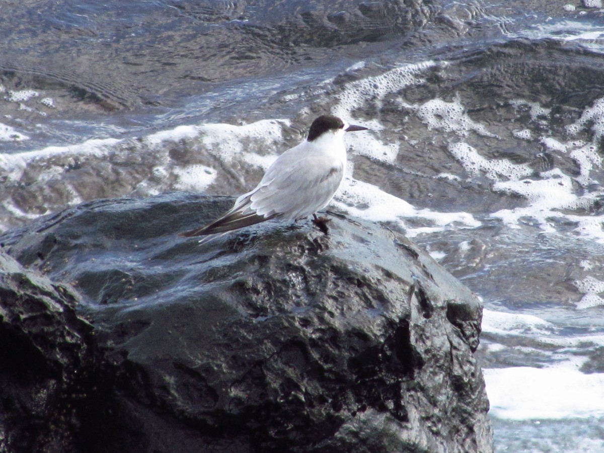 שחפית ים - ML647081129