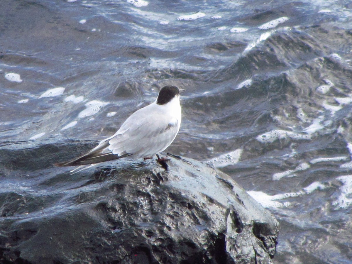שחפית ים - ML647081130