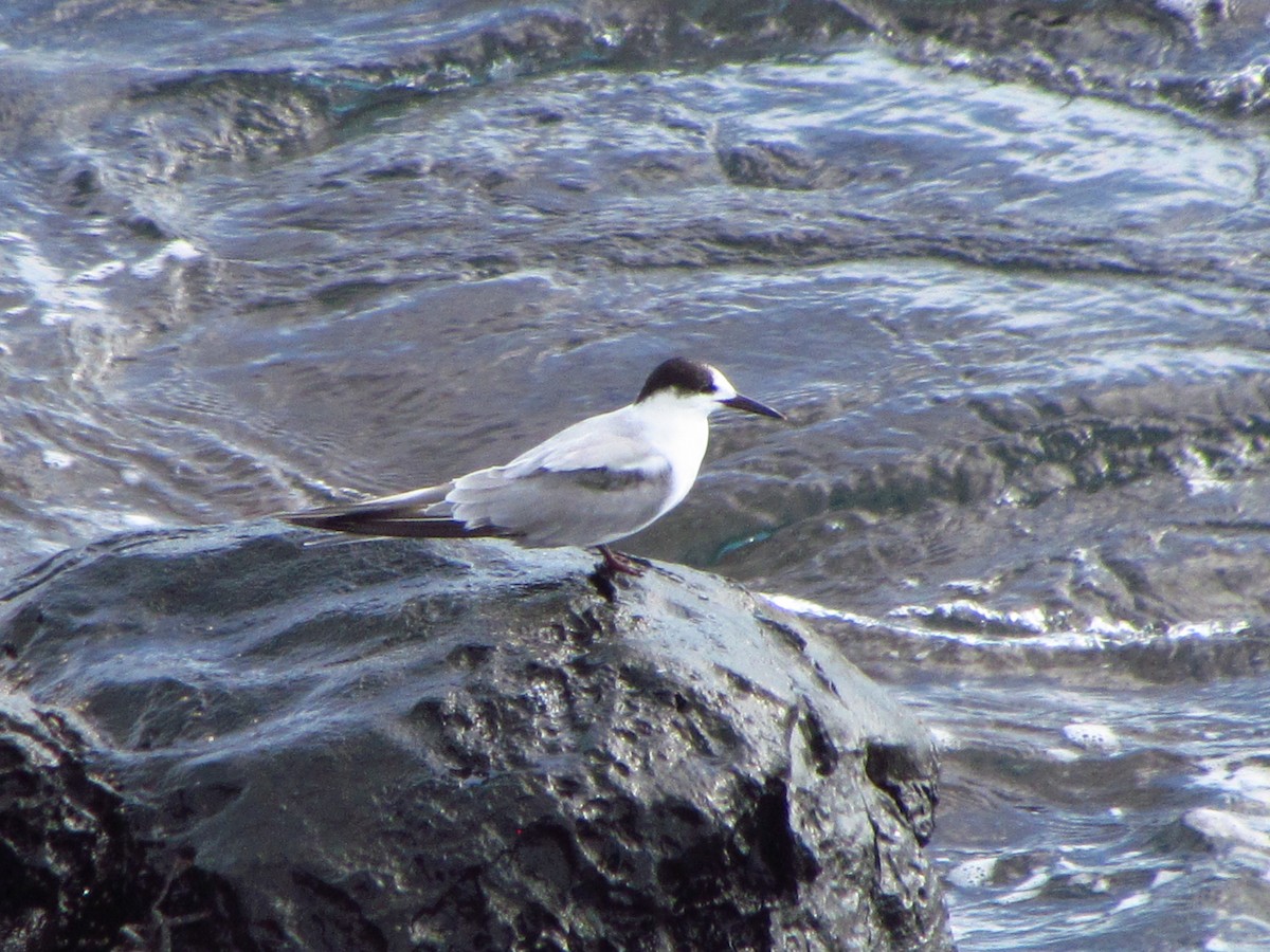 שחפית ים - ML647081131