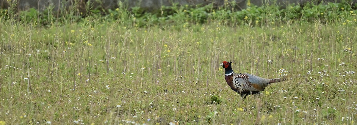 Ring-necked Pheasant - ML647081137
