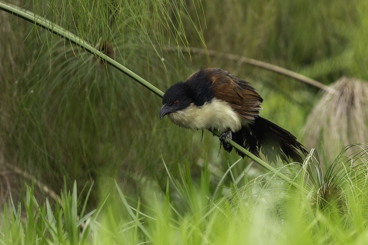 Blue-headed Coucal - ML647081138