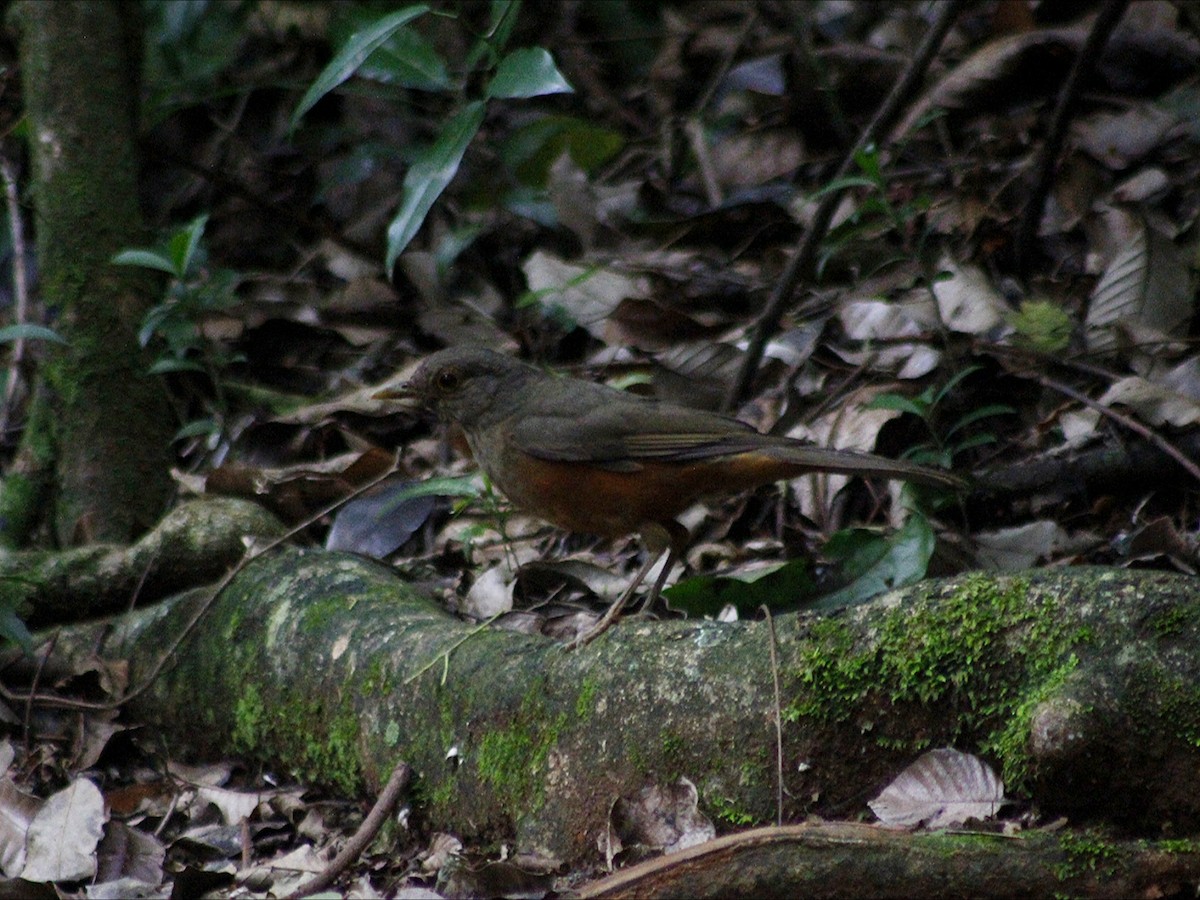 Rufous-bellied Thrush - ML647081142